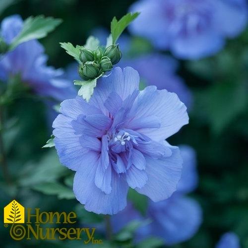 Hibiscus Syriacus Blue Satin Tree Form - View 6 from www redcrocus com