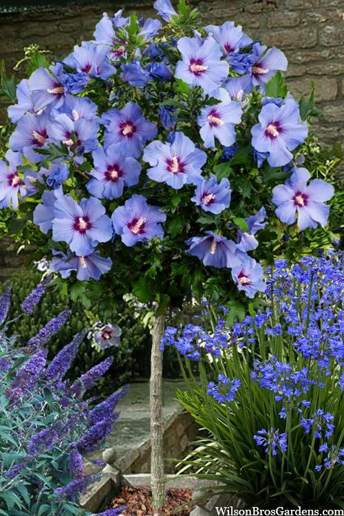 Hibiscus Syriacus Blue Satin Tree Form - View 7 from www redcrocus com