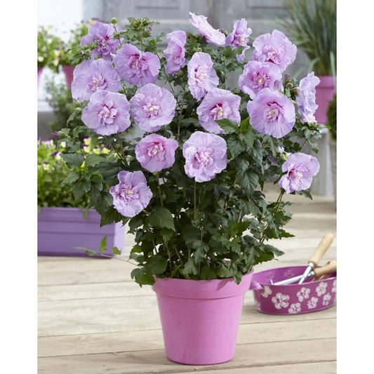 Hibiscus Syriacus Lavender Chiffon Tree Form - View 10 from www redcrocus com