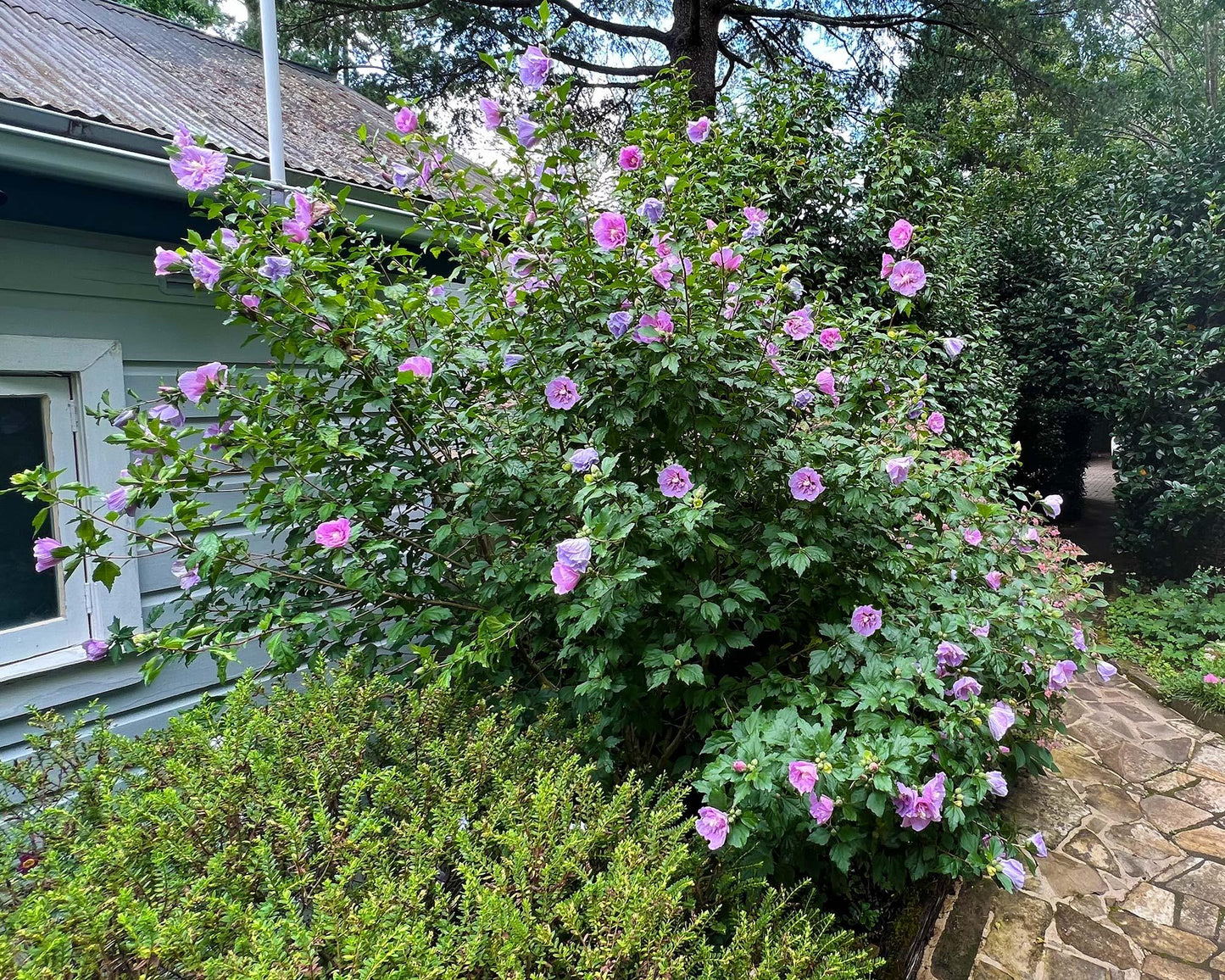 Hibiscus Syriacus Lavender Chiffon Tree Form - View 11 from www redcrocus com