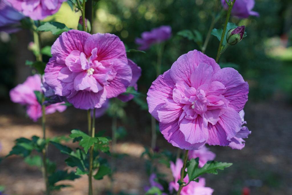 Hibiscus Syriacus Lavender Chiffon Tree Form - View 12 from www redcrocus com