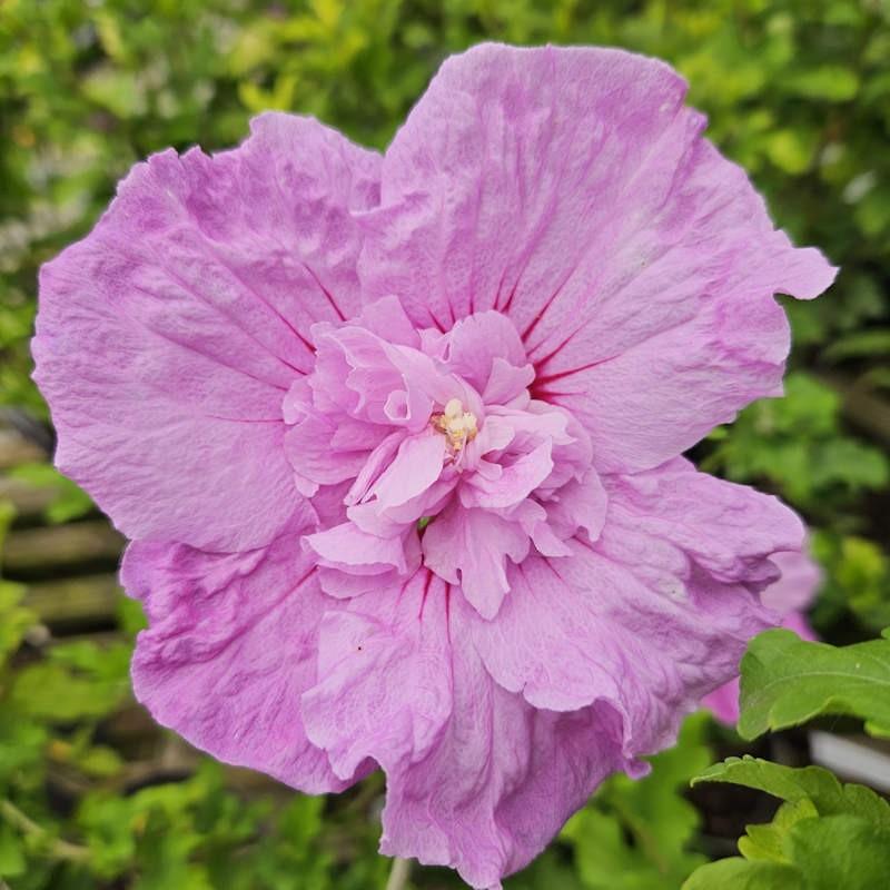 Hibiscus Syriacus Lavender Chiffon Tree Form - View 13 from www redcrocus com