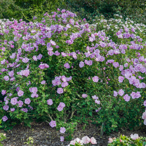 Hibiscus Syriacus Lavender Chiffon Tree Form - View 13 from www redcrocus com