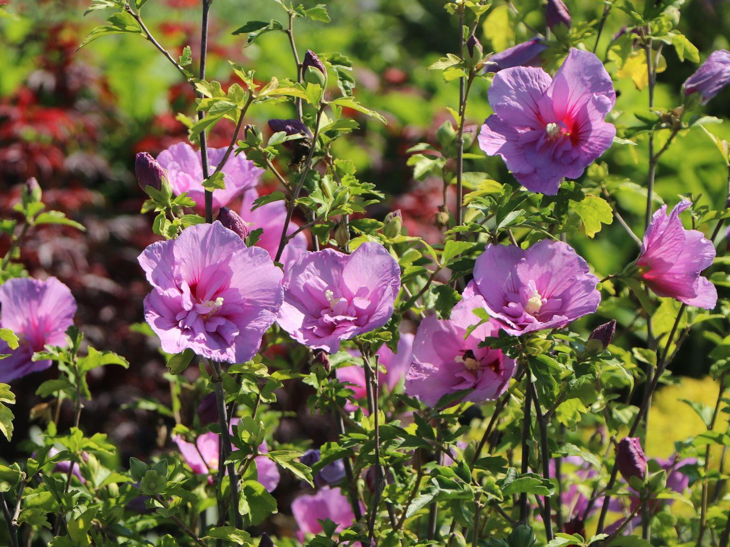 Hibiscus Syriacus Lavender Chiffon Tree Form - View 14 from www redcrocus com