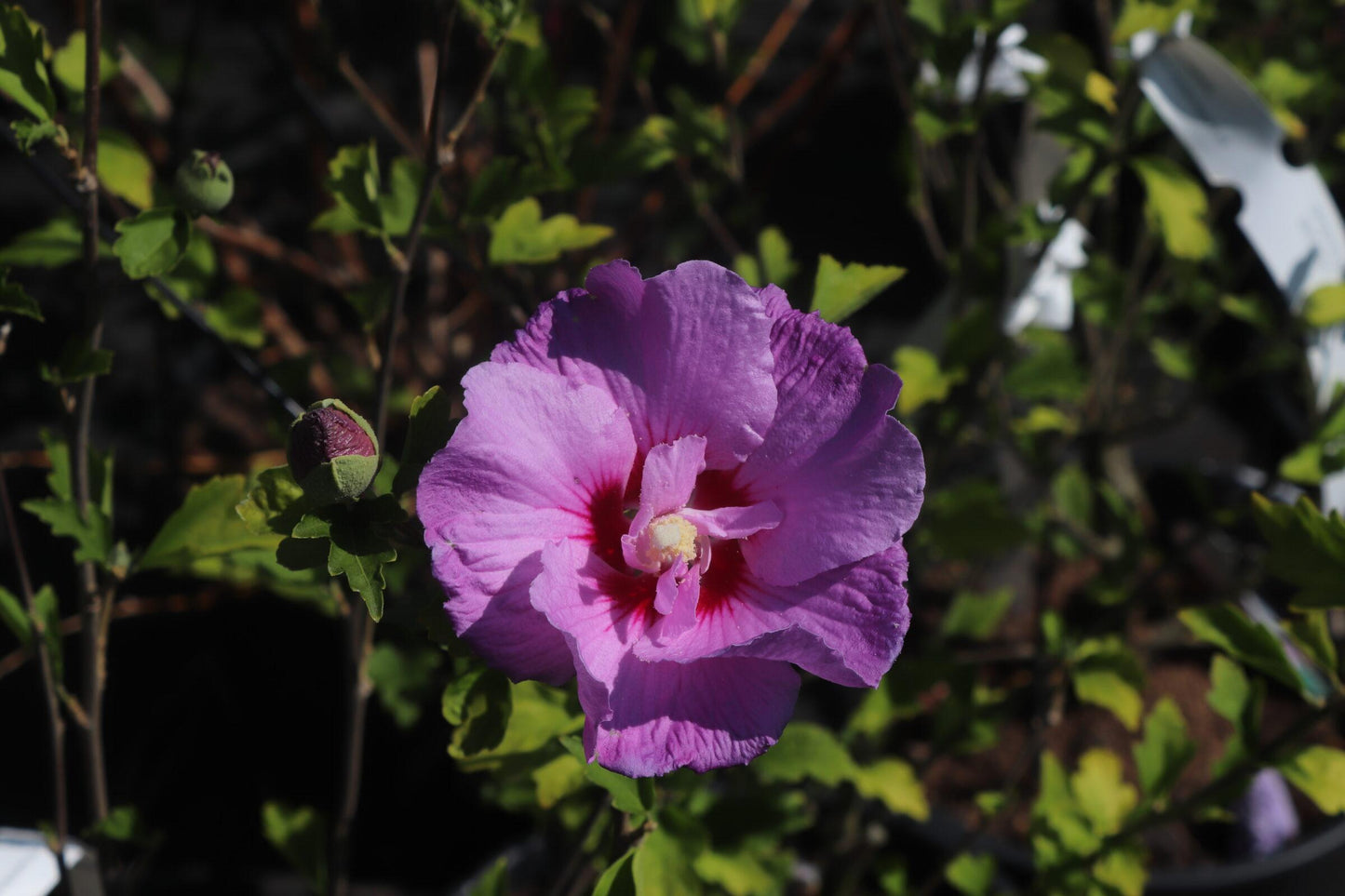 Hibiscus Syriacus Lavender Chiffon Tree Form - View 15 from www redcrocus com