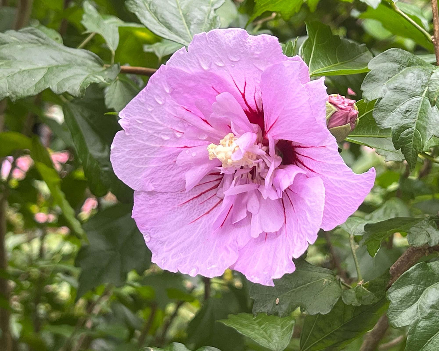 Hibiscus Syriacus Lavender Chiffon Tree Form - View 17 from www redcrocus com