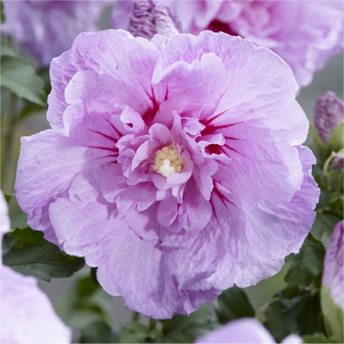 Hibiscus Syriacus Lavender Chiffon Tree Form - View 18 from www redcrocus com