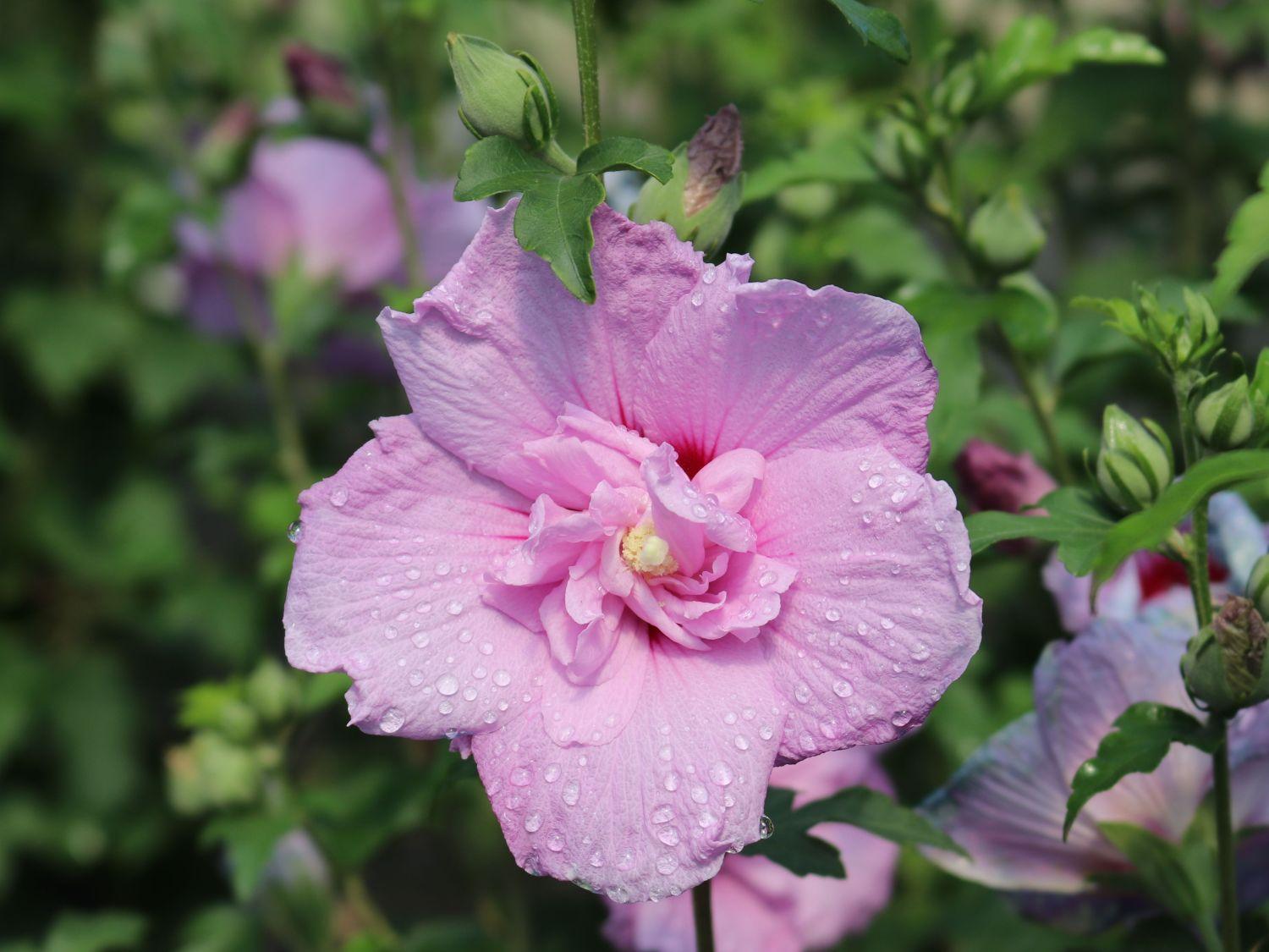 Hibiscus Syriacus Lavender Chiffon Tree Form - View 19 from www redcrocus com