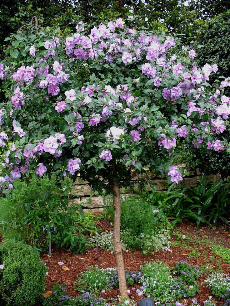 Hibiscus Syriacus Lavender Chiffon Tree Form - View 20 from www redcrocus com