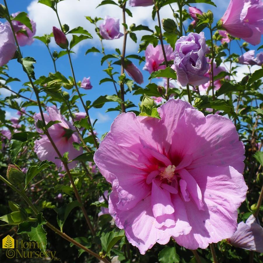 Hibiscus Syriacus Lavender Chiffon Tree Form - View 2 from www redcrocus com