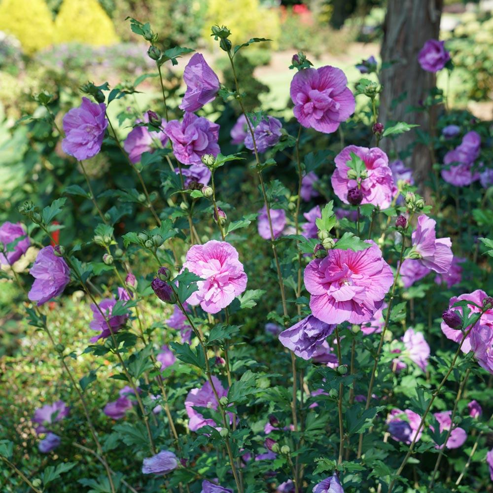 Hibiscus Syriacus Lavender Chiffon Tree Form - View 5 from www redcrocus com