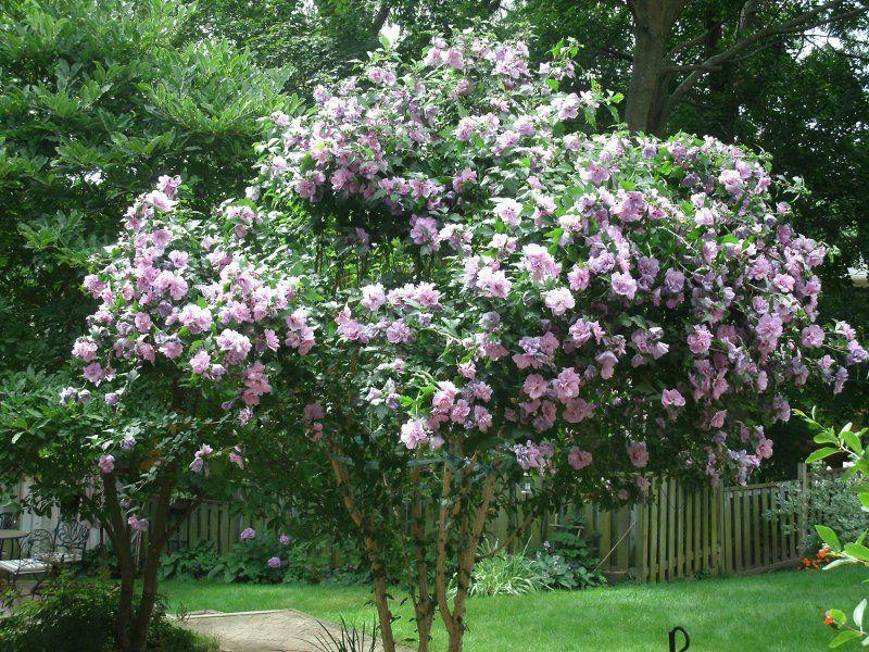 Hibiscus Syriacus Lavender Chiffon Tree Form - View 8 from www redcrocus com