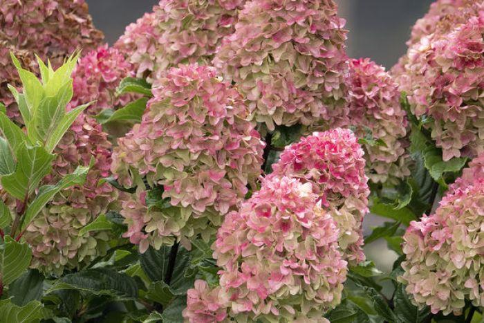 Hydrangea Paniculata 'spring Sizzle' - View 10 from www redcrocus com