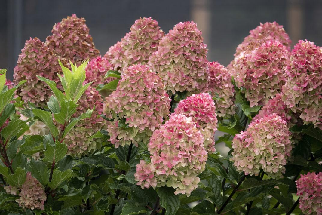 Hydrangea Paniculata 'spring Sizzle' - View 11 from www redcrocus com