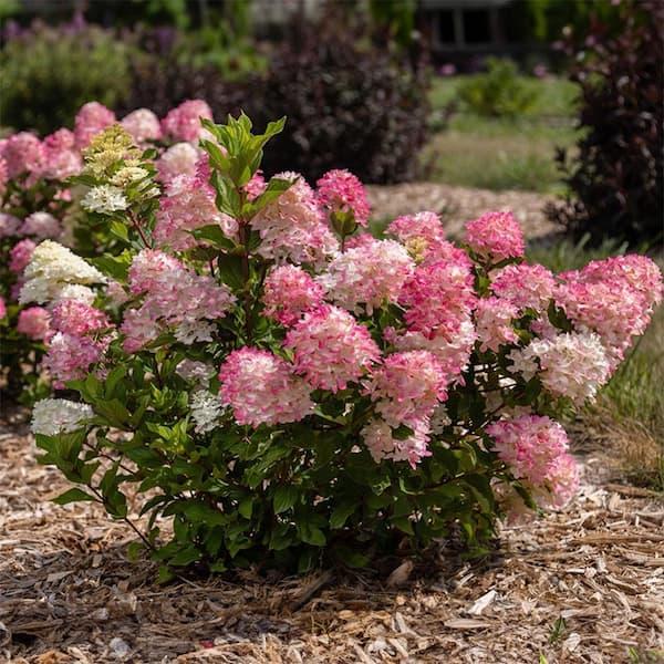 Hydrangea Paniculata 'spring Sizzle' - View 14 from www redcrocus com