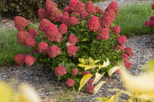 Hydrangea Paniculata 'spring Sizzle' - View 15 from www redcrocus com