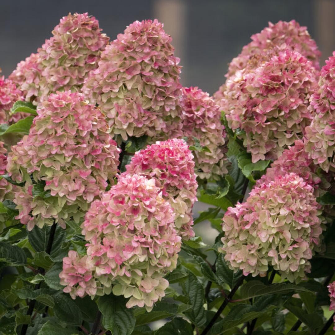 Hydrangea Paniculata 'spring Sizzle' - View 17 from www redcrocus com