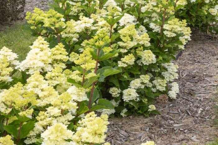 Hydrangea Paniculata 'spring Sizzle' - View 18 from www redcrocus com