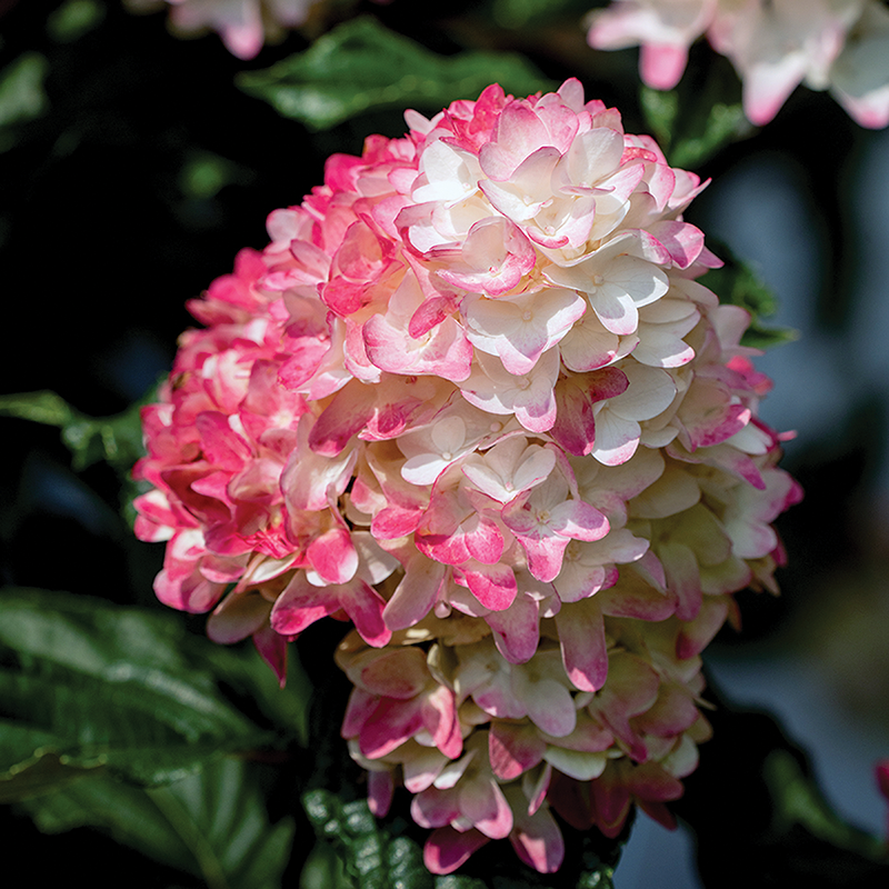 Hydrangea Paniculata 'spring Sizzle' - View 19 from www redcrocus com
