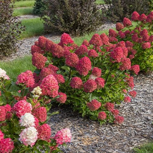 Hydrangea Paniculata 'spring Sizzle' - View 1 from www redcrocus com