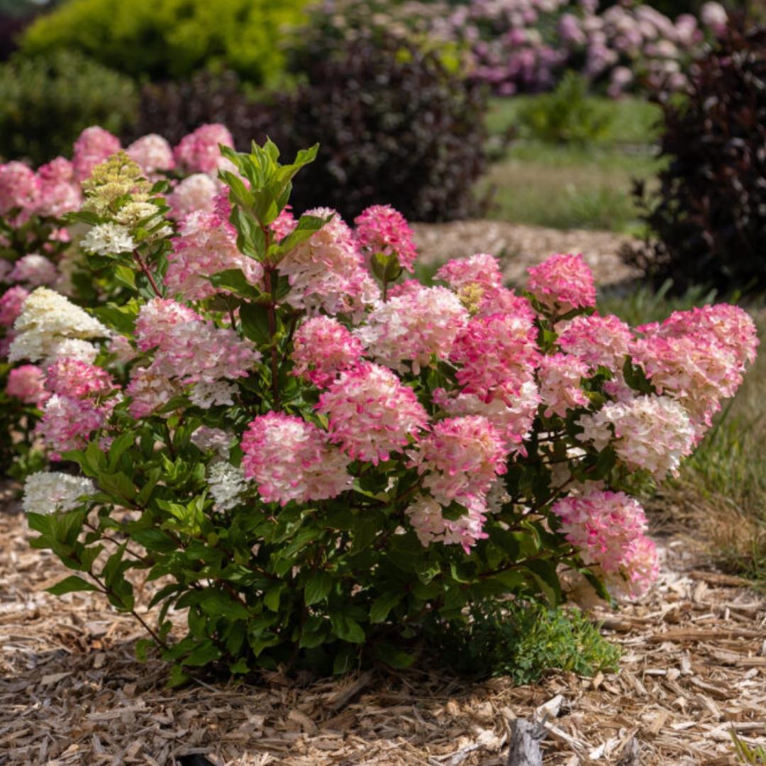 Hydrangea Paniculata 'spring Sizzle' - View 20 from www redcrocus com