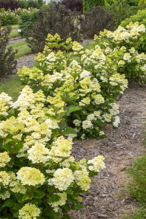 Hydrangea Paniculata 'spring Sizzle' - View 23 from www redcrocus com