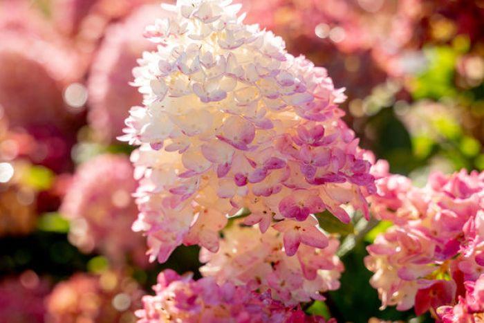 Hydrangea Paniculata 'spring Sizzle' - View 25 from www redcrocus com