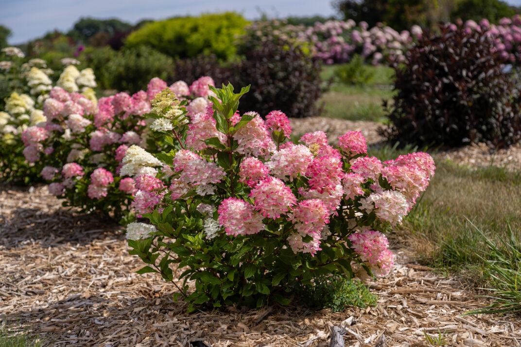 Hydrangea Paniculata 'spring Sizzle' - View 27 from www redcrocus com