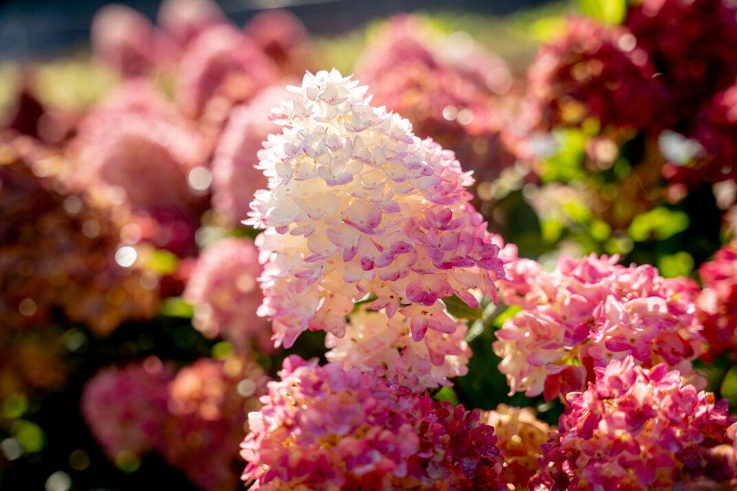 Hydrangea Paniculata 'spring Sizzle' - View 28 from www redcrocus com