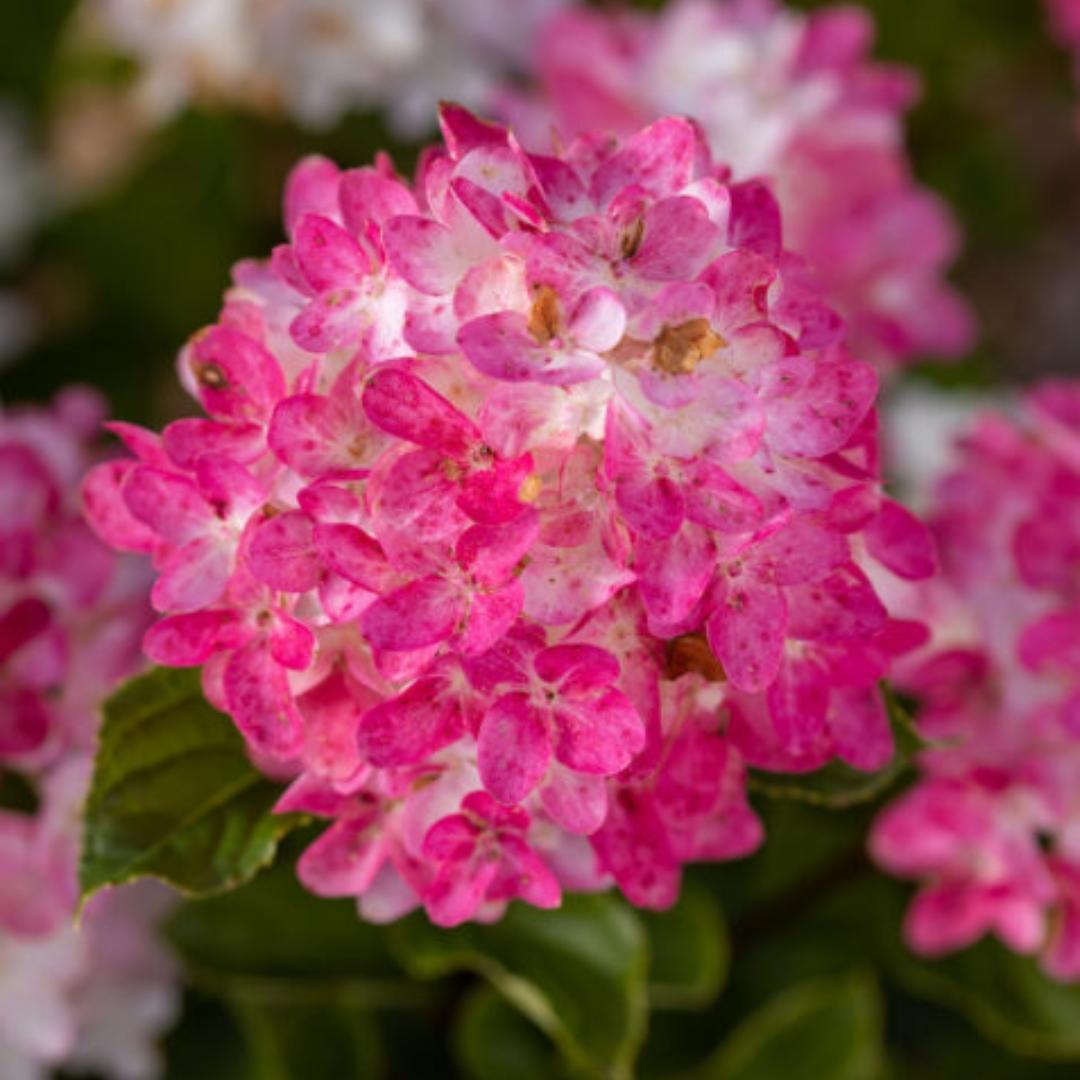 Hydrangea Paniculata 'spring Sizzle' - View 29 from www redcrocus com