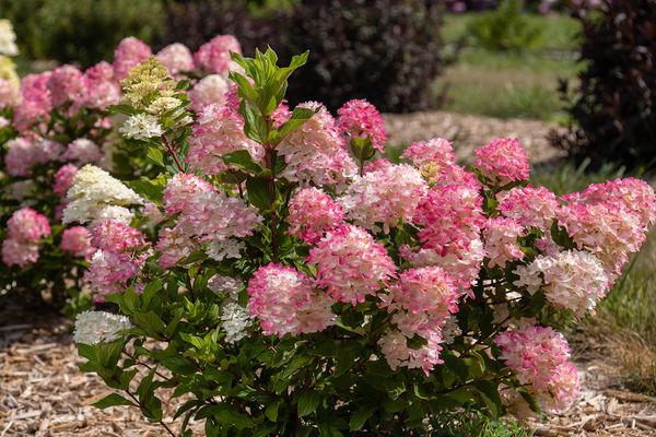 Hydrangea Paniculata 'spring Sizzle' - View 30 from www redcrocus com