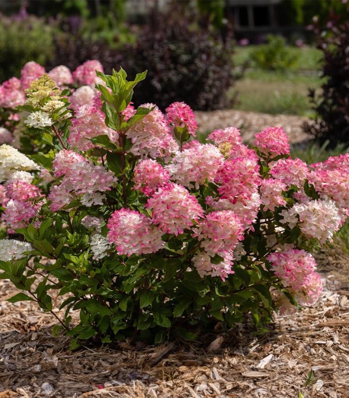 Hydrangea Paniculata 'spring Sizzle' - View 4 from www redcrocus com