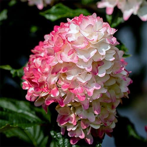Hydrangea Paniculata 'spring Sizzle' - View 6 from www redcrocus com