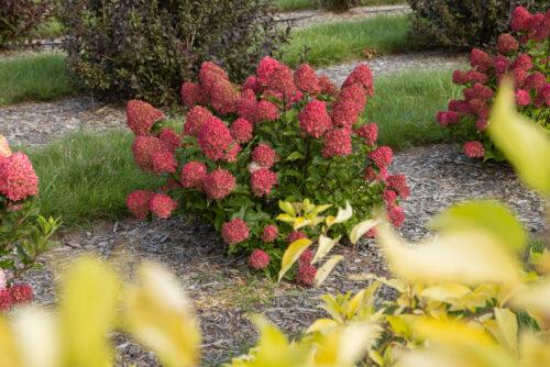 Hydrangea Paniculata 'spring Sizzle' - View 8 from www redcrocus com