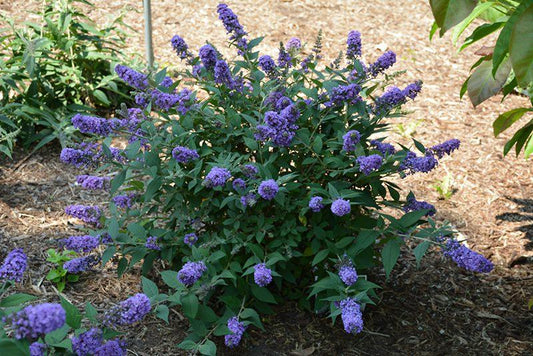 Buddleia Davidii 'blue Chip Jr ' - View 10 from www redcrocus com
