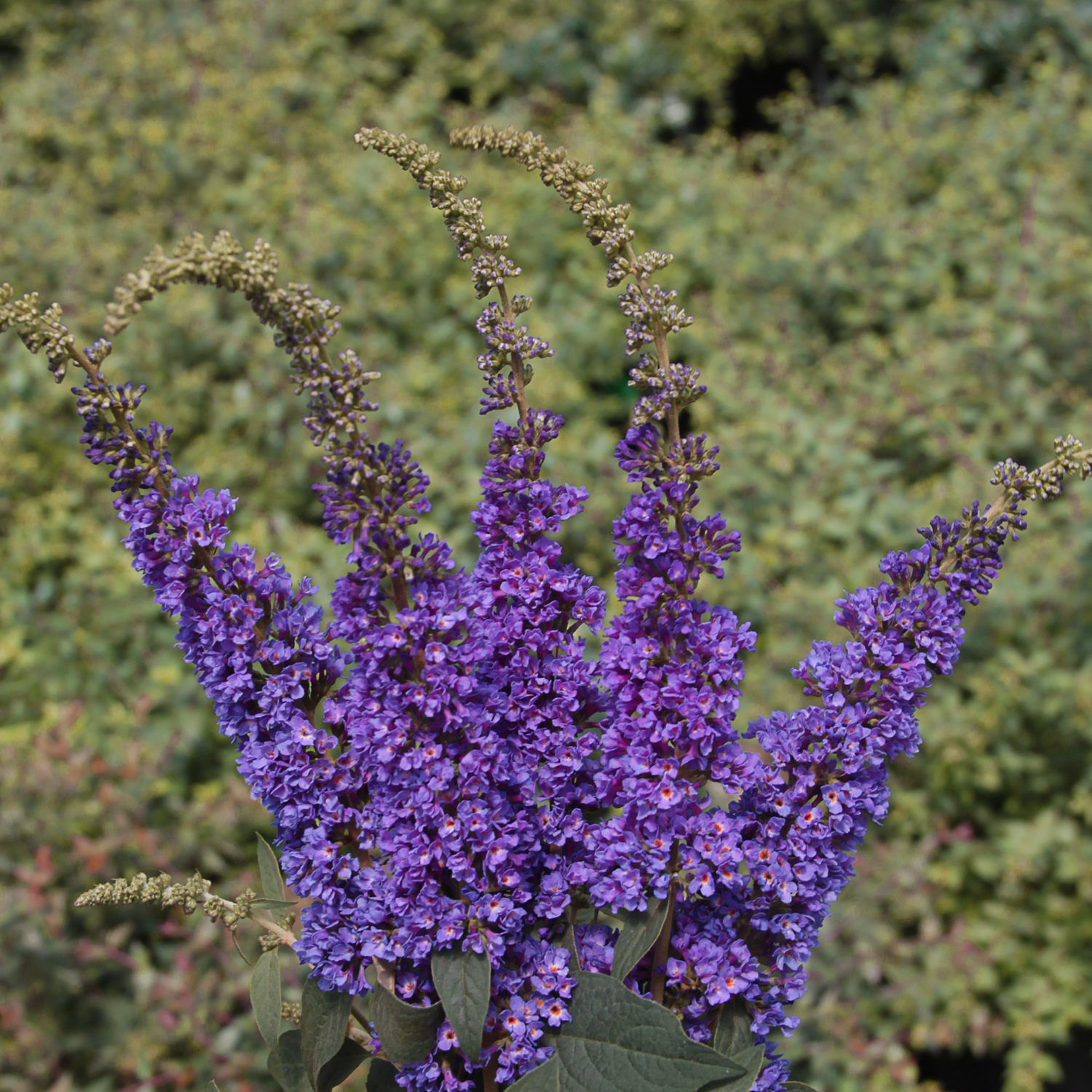 Buddleia Davidii 'blue Chip Jr ' - View 17 from www redcrocus com
