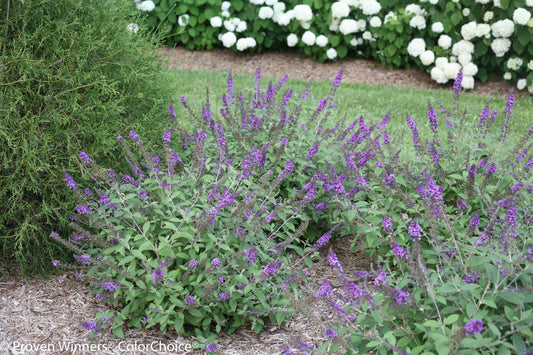 Buddleia Davidii 'blue Chip Jr ' - View 1 from www redcrocus com