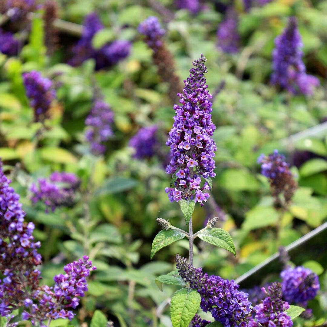 Buddleia Davidii 'blue Chip Jr ' - View 6 from www redcrocus com