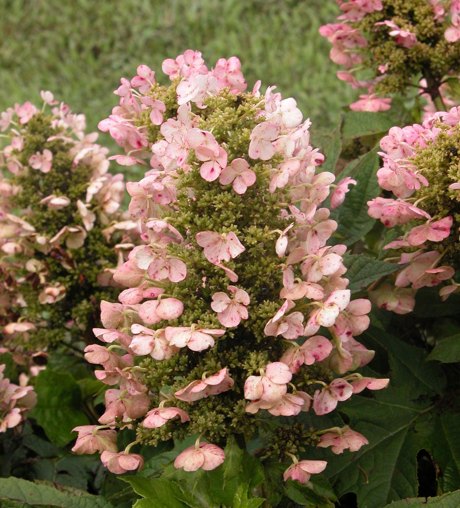 Hydrangea Quercifolia Munchkin - View 18 from www redcrocus com