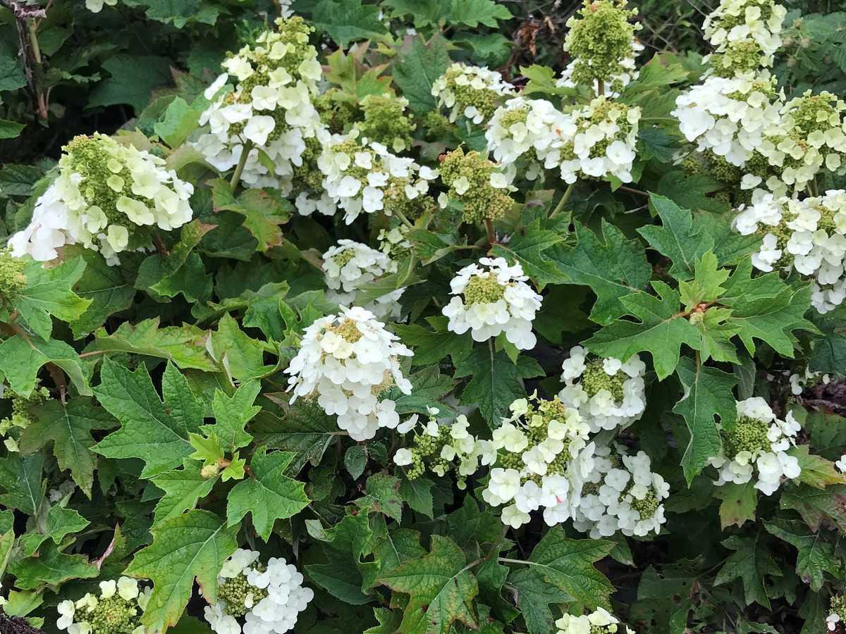 Hydrangea Quercifolia Munchkin - View 20 from www redcrocus com