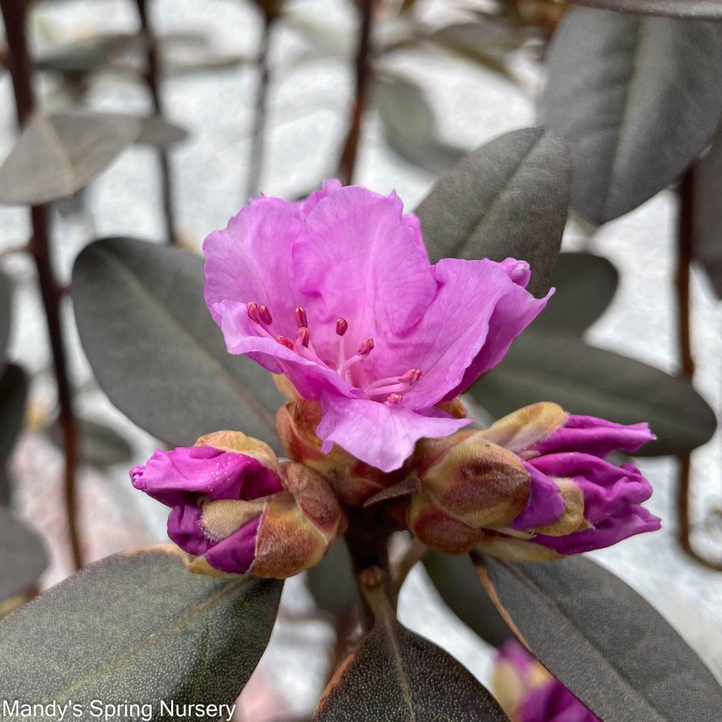Rhododendron Pjm Elite - View 16 from www redcrocus com