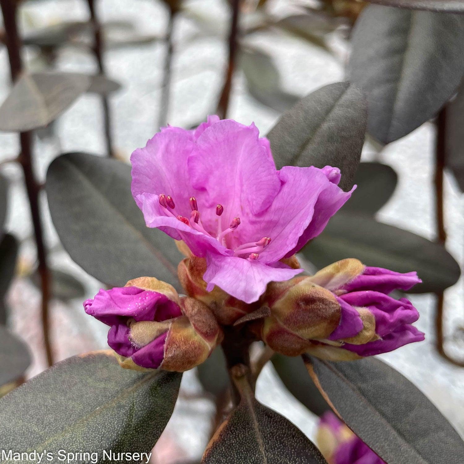 Rhododendron Pjm Elite - View 16 from www redcrocus com