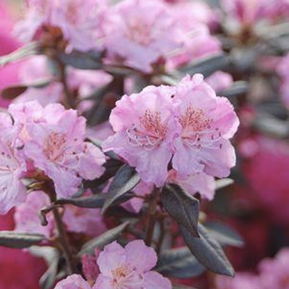 Rhododendron Pjm Elite - View 17 from www redcrocus com