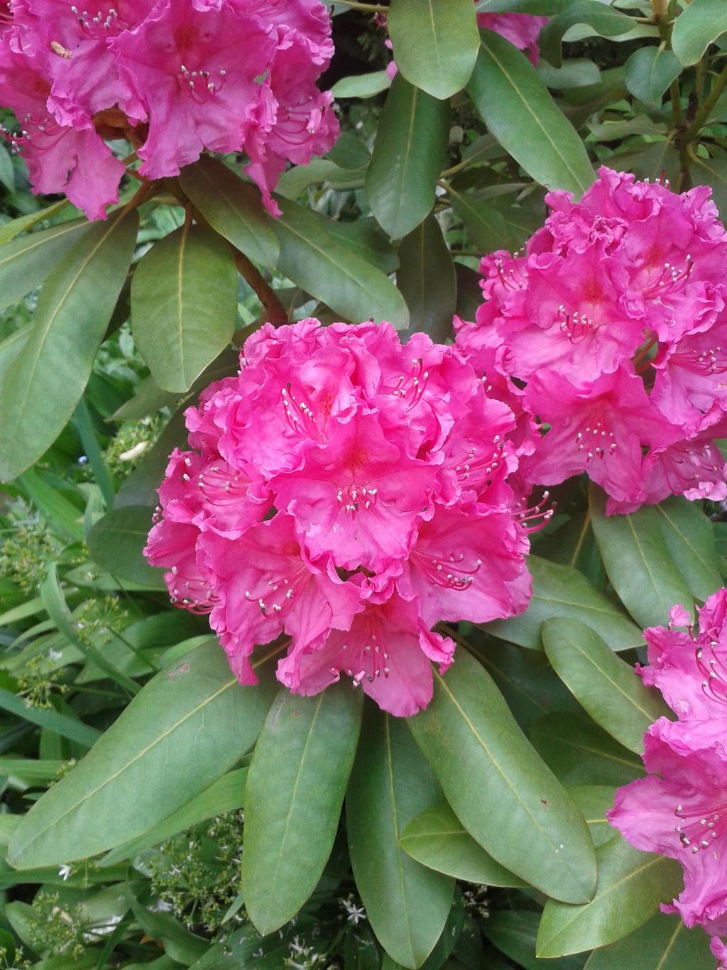 Rhododendron Pjm Elite - View 18 from www redcrocus com