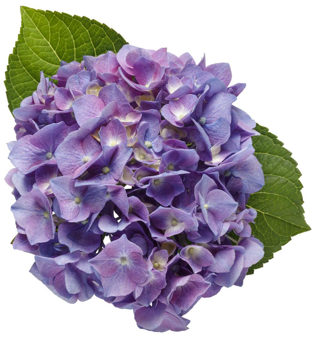 Hydrangea Macrophylla Let S Dance Blue Jangles - View 11 from www redcrocus com
