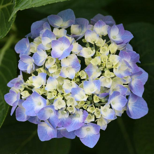 Hydrangea Macrophylla Let S Dance Blue Jangles - View 16 from www redcrocus com