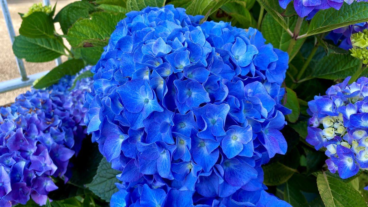 Hydrangea Macrophylla Let S Dance Blue Jangles - View 18 from www redcrocus com