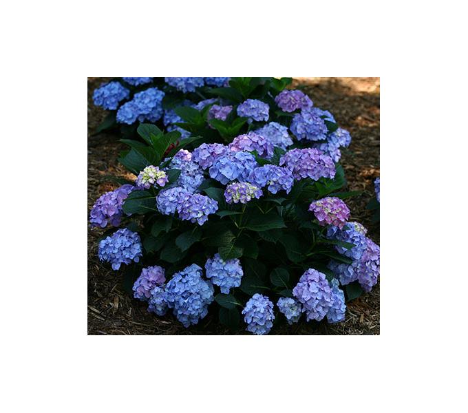 Hydrangea Macrophylla Let S Dance Blue Jangles - View 19 from www redcrocus com