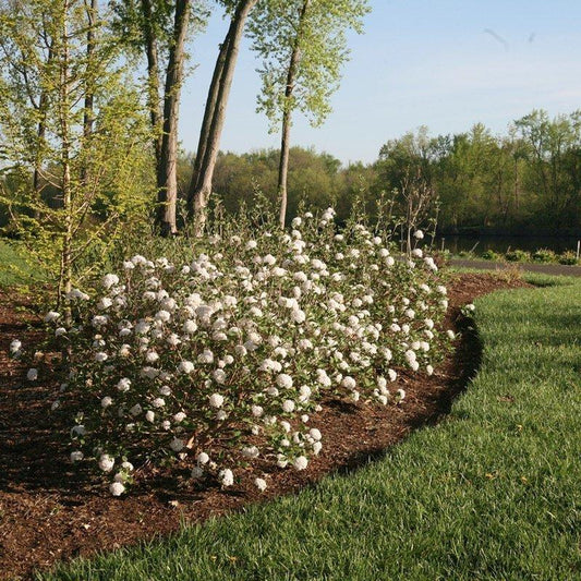 Viburnum Carlesii 'compacta' - View 31 from www redcrocus com