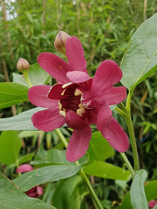 Calycanthus Floridus Aphrodite - View 10 from www redcrocus com